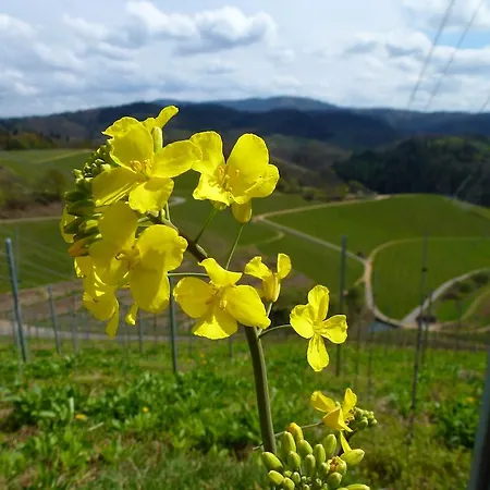 Villa Baumanns Durbach