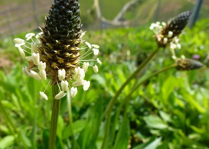 Baumanns Landhaus Durbach